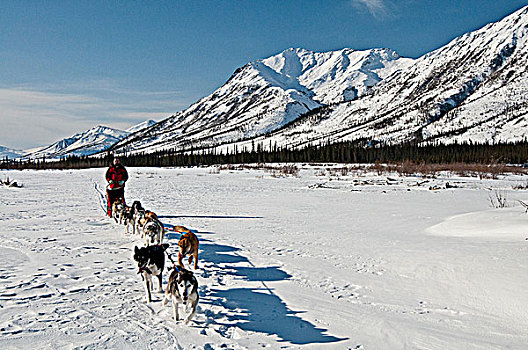 团队,向上,北方,河,保存,北极,阿拉斯加,冬天