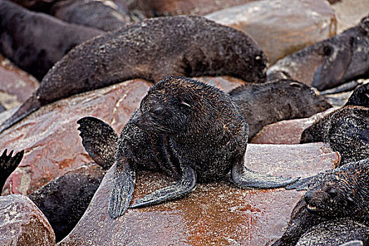 毛海狮,幼仔,站立,石头,克罗斯角,纳米比亚