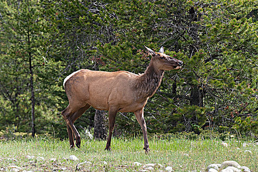 麋鹿,鹿属,边缘,树林,艾伯塔省,加拿大