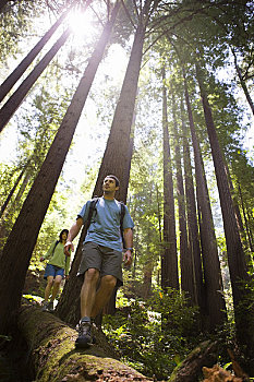 原木上,树林,加利福尼亚,美国