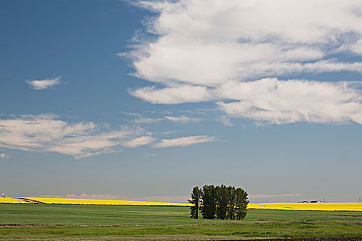 绿色,土地,花,油菜,远景,蓝天,云,艾伯塔省,加拿大