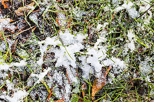 草,落叶,牧场,第一,雪