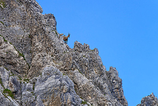 阿尔卑斯野山羊,北山羊,羱羊,女性,幼兽,山,提洛尔,奥地利,欧洲