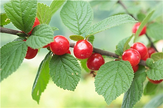 红莓,樱桃属,悬挂,枝条