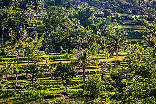 俯视,稻米梯田,巴厘岛,印度尼西亚