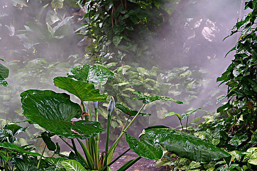 植物,热带雨林