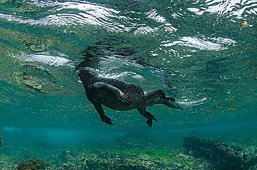 海鬣蜥,水下,费尔南迪纳岛,加拉帕戈斯群岛,厄瓜多尔