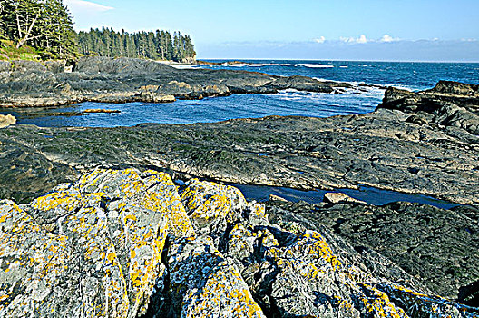 蓄潮池,植物,湾,胡安德富卡省立公园,温哥华岛,不列颠哥伦比亚省,加拿大