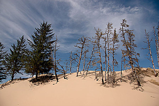 沙丘,松树,加利福尼亚,美国