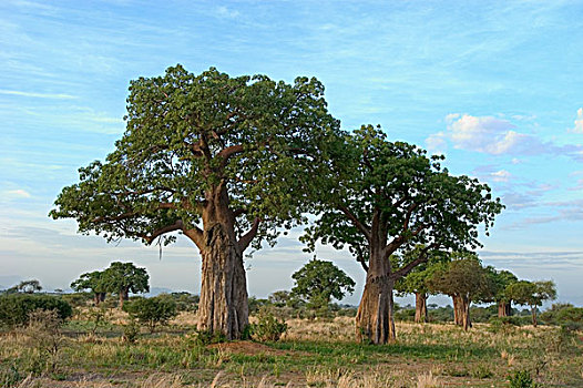 猴面包树,小树林,东非,坦桑尼亚