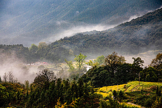 云雾缭绕的山中油菜花田,2015年3月30日,摄于江西婺源江岭