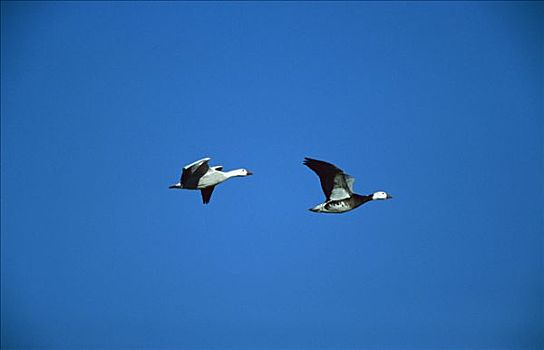 雪雁,飞,暗色,蓝鹅,博斯克德尔阿帕奇,新墨西哥