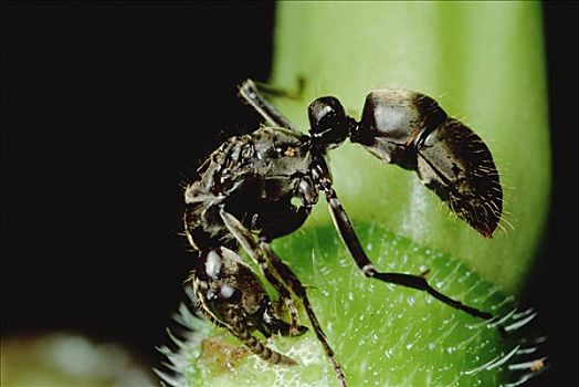 蚂蚁,蚁后,凿子,入口,幼兽,树,发现,生活方式,开端,生物群,秘鲁