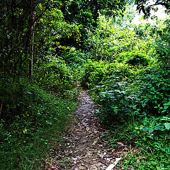 乡间小路,遮盖,灌木丛,草