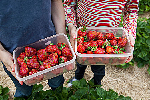 男孩,女孩,拿着,草莓,盒子