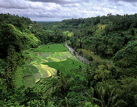 稻田,地点,椰树,乌布,巴厘岛,印度尼西亚,亚洲