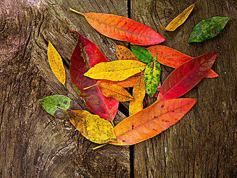 秋天,红色,金色,干燥,叶子