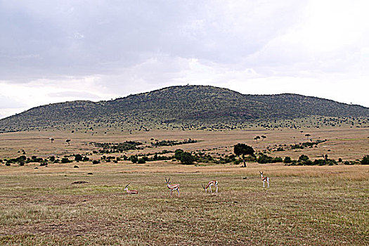 肯尼亚马赛马拉非洲大草原风光