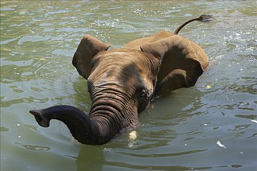 非洲象,游泳,非洲