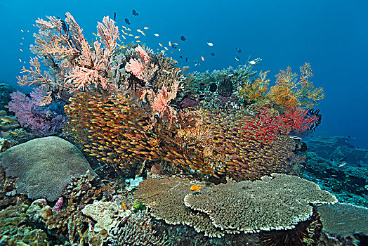 多样,石头,珊瑚,软珊瑚,清道夫,玻璃,鱼,四王群岛,巴布亚岛,西巴布亚,太平洋,印度尼西亚,亚洲