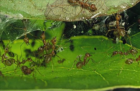 蚂蚁,群,下颚,丝绸,叶子,一起,马来西亚