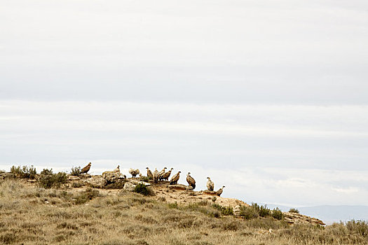 粗毛秃鹫,荒芜,萨拉戈萨省,阿拉贡,西班牙
