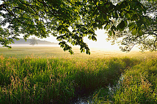 枝条,栗子树,地点,日出,自然保护区,黑森州,德国,欧洲