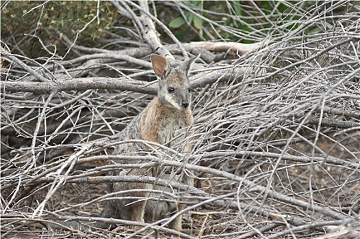 袋鼠,岛屿,澳大利亚