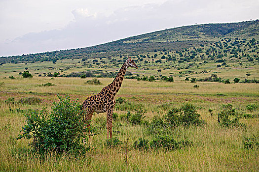 非洲,长颈鹿