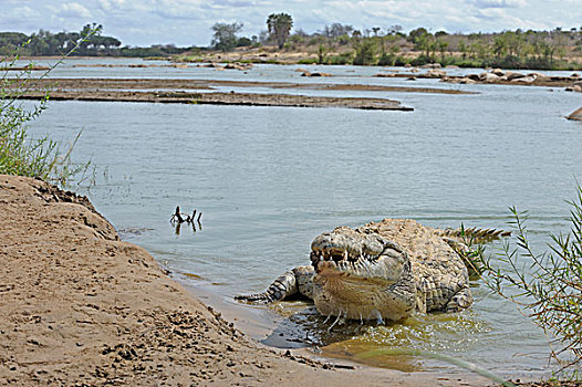 尼罗鳄,卧,河岸,东察沃国家公园,肯尼亚,非洲