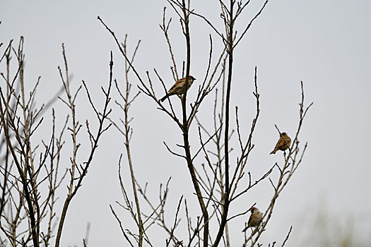 栖息在枯树上的鸟