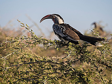 红嘴犀鸟,坐,刺槐,莫瑞米,国家公园,博茨瓦纳,非洲