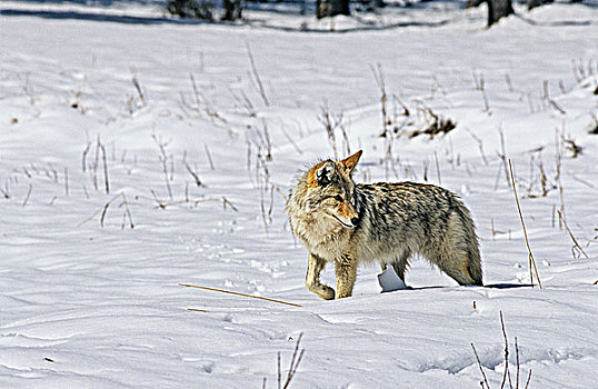丛林狼,犬属,猎捕,冬天,不列颠哥伦比亚省,加拿大