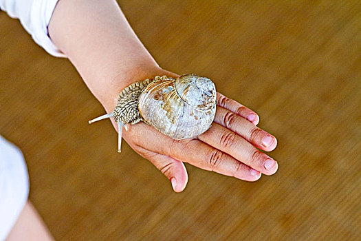 手,孩子,勃艮第,蜗牛