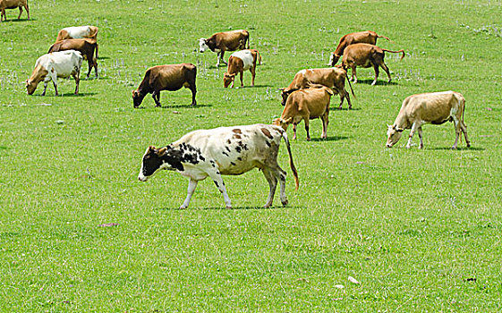 母牛,放牧,草地,地点