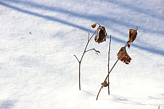 冬季,雪,影