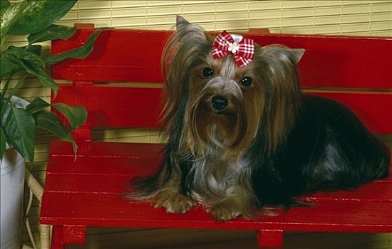 约克郡犬,坐,红色,长椅