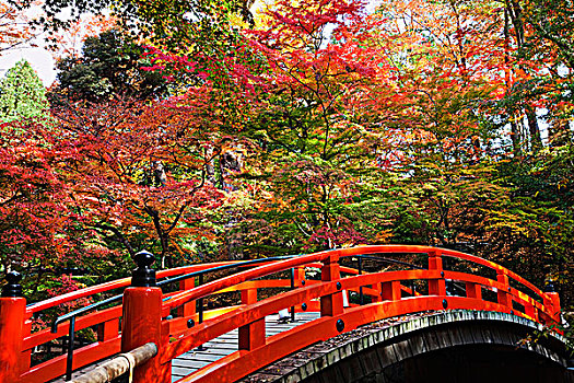 红色,桥,神祠,秋叶,枫树,花园,京都,日本