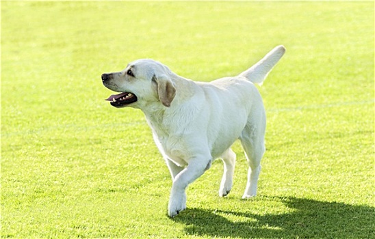 拉布拉多犬,白色