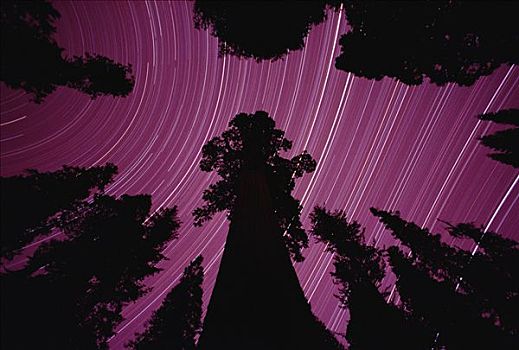 星迹,后面,巨大,红杉,巨杉,国家公园,加利福尼亚