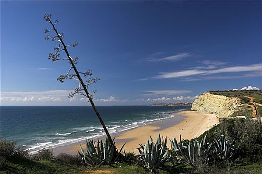 花,沙滩,波尔图,阿尔加维,葡萄牙