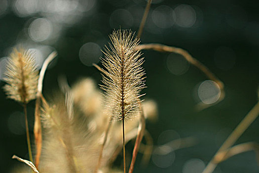 花草