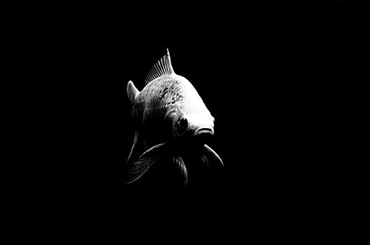 白色,鱼,游动,黑色,水,斯特拉斯堡,法国,七月,2009年