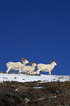 仰视,野大白羊,白大角羊,山,德纳里峰国家公园,阿拉斯加,美国