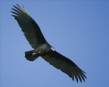 红头美洲鹫,飞,美洲鹫,鸟,美国,动物