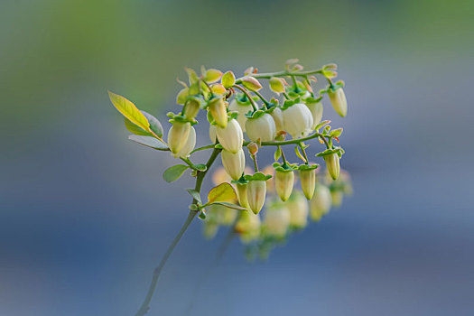 大棚里盛开得蓝莓花和蓝莓果