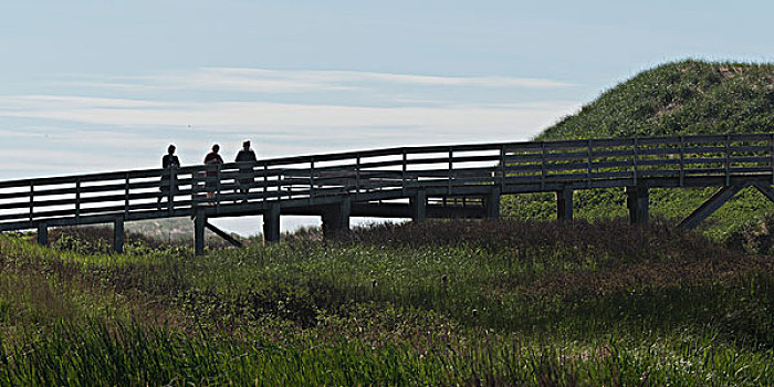 人,站立,远足,步行桥,草场,绿色,山墙,爱德华王子岛,国家公园,加拿大