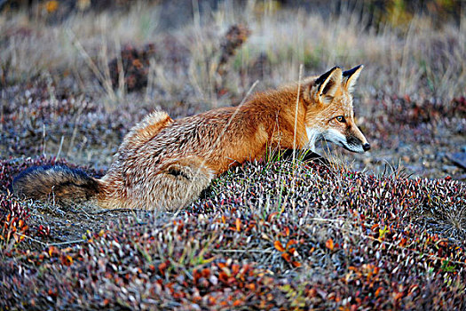 狐狸,猎捕,黎明,德纳里峰国家公园,阿拉斯加,美国