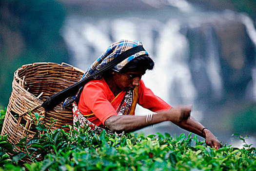 斯里兰卡,女人,挑选,茶,正面,瀑布