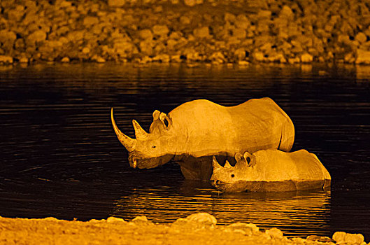 黑犀牛,犀牛,母牛,幼兽,泛光灯照明,水坑,露营,夜晚,埃托沙国家公园,纳米比亚,非洲